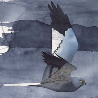 Grauwe-Kiek-vliegend-1