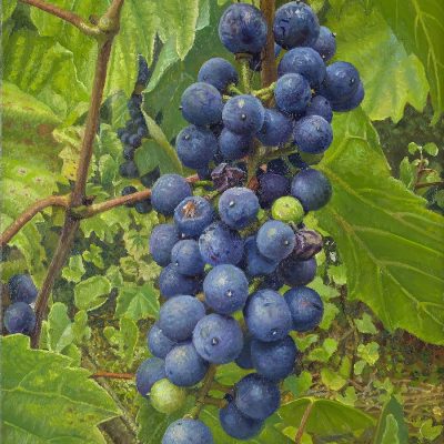 Wijngaard-druiven-2021-olieverf-op-paneel-30-x-21-cm-copyklein-