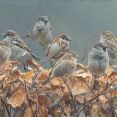 huismussen-in-beukenhaag